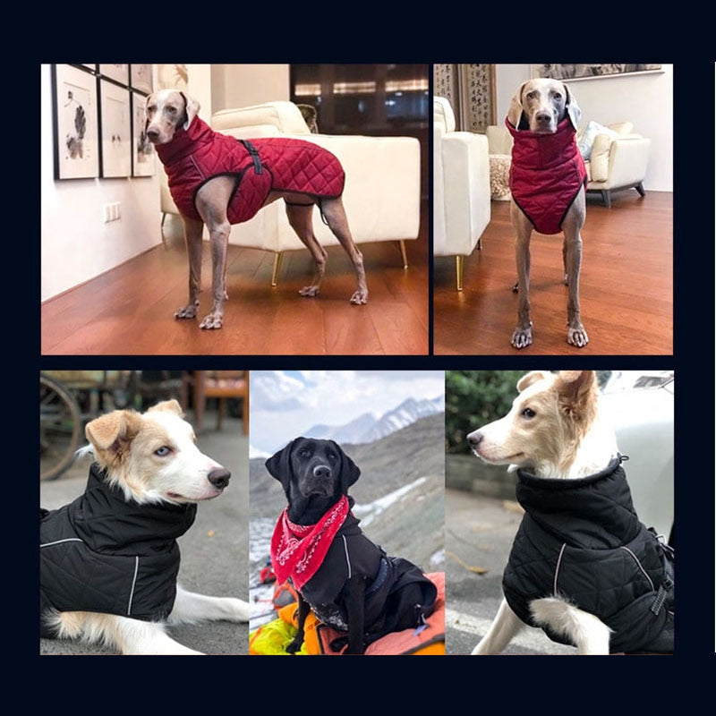 Pet Clothes Jacket For Dogs